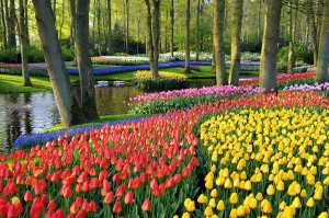 Keukenhof-02