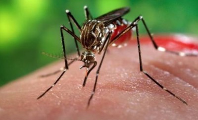 dengue-forse-trasmessa-sessualmente