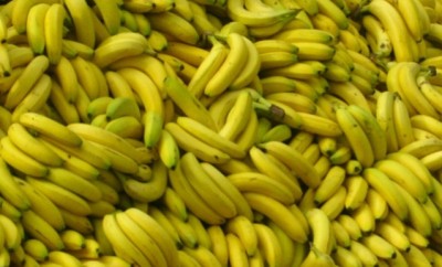 banana-rischio-estinzione
